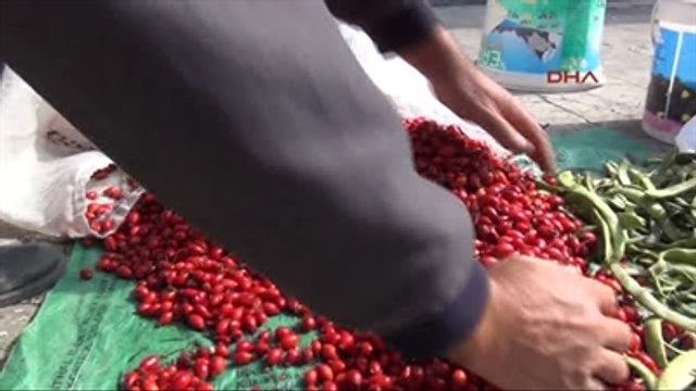 Yozgat Her Derde Deva Kuşburnu Geçim Kaynağı Oldu