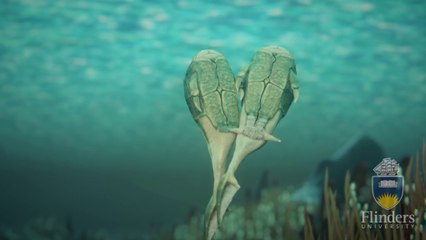 ARCHÉOLOGIE. Le premier accouplement de l'histoire