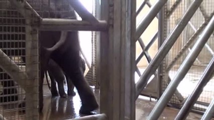 İzmir'in Yeni Filinin Adı "Deniz" Oldu