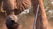 Brave Hikers Stand Their Ground During Close Encounter With Elephant