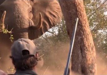 Brave Hikers Stand Their Ground During Close Encounter With Elephant