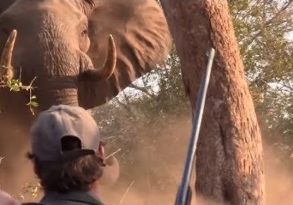Brave Hikers Stand Their Ground During Close Encounter With Elephant