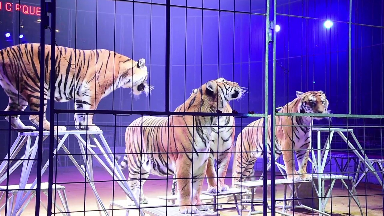 Lille : à la découverte de la Grande Fête du cirque au Champ de Mars