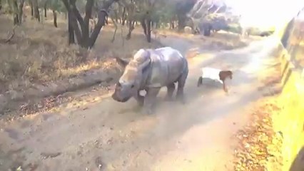 Un bébé rhinocéros tente d'imiter une chèvre