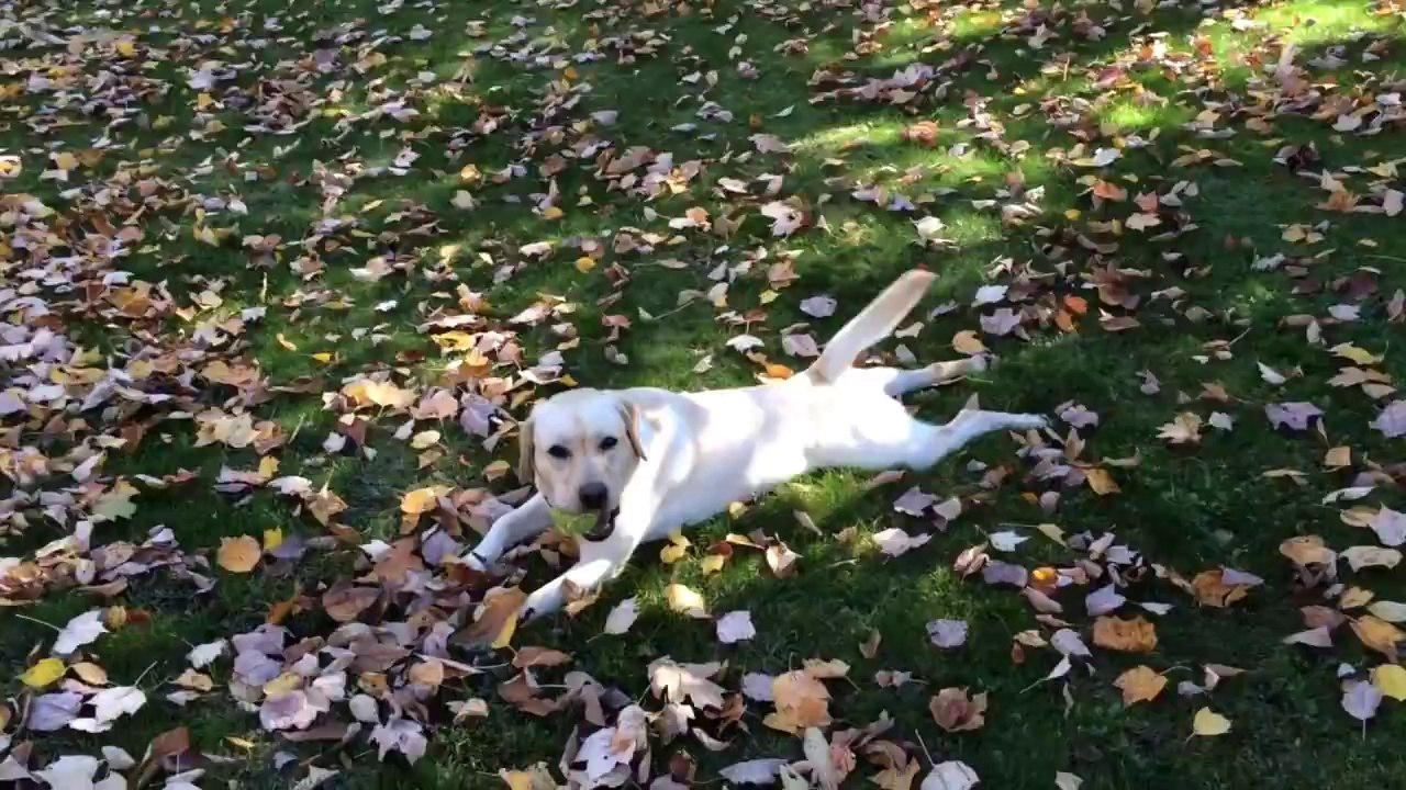 Ce chien adore jouer dans un tas de feuilles mortes