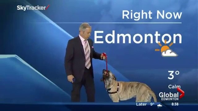 Un présentateur météo emmène son chien sur le plateau et pourri son bulletin en direct!