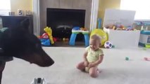 Adorable baby plays with doberman dog