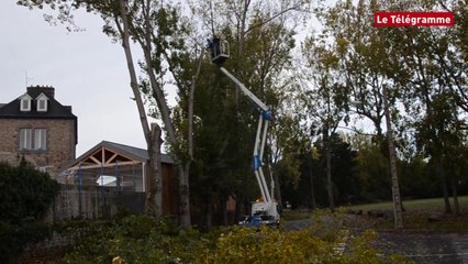 Paimpol. 24 peupliers par terre au Champ-de-Foire