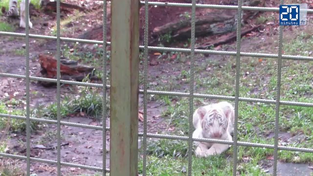 Quatre bébés tigres blancs gambadent au zoo de Pessac