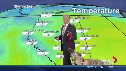 Présenter un bulletin météo avec un chien