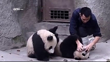 Young pandas don’t want to take their medicine. They just want to play!!!!