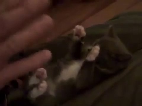 Chaton trop mignon se fait torturer !