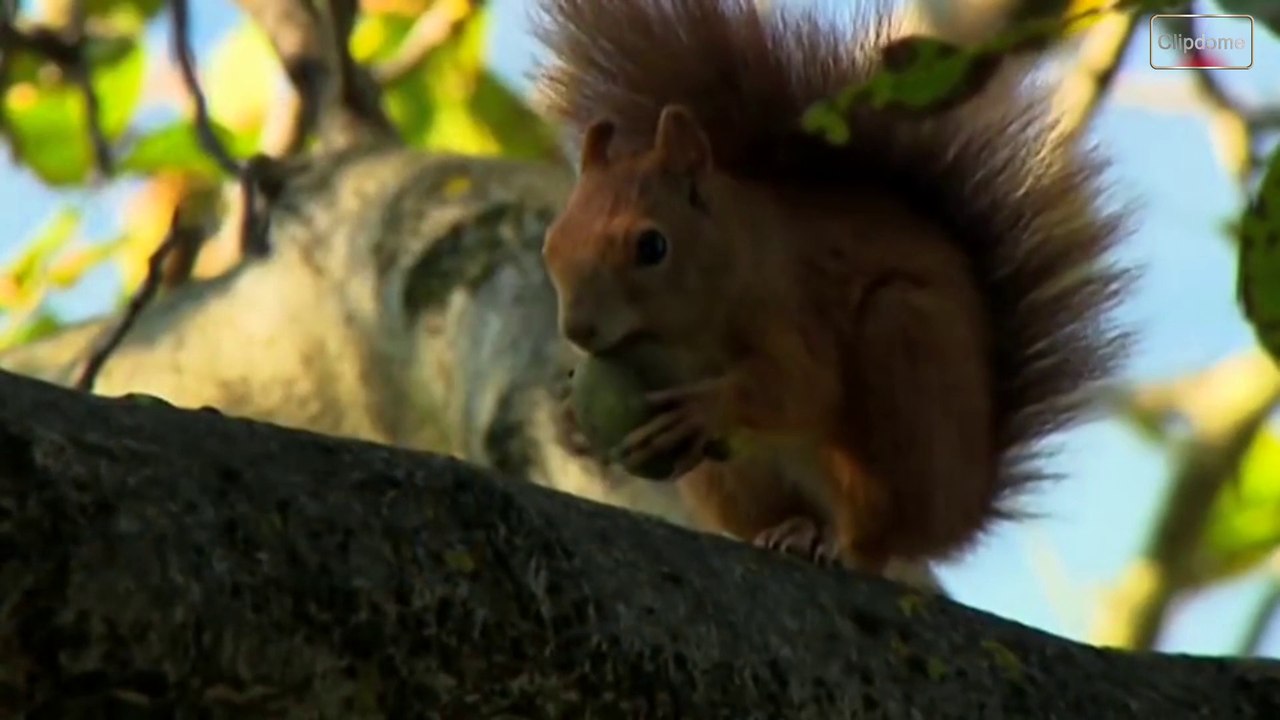 Andrea Rischka -Für alle Blumen für alle Tiere