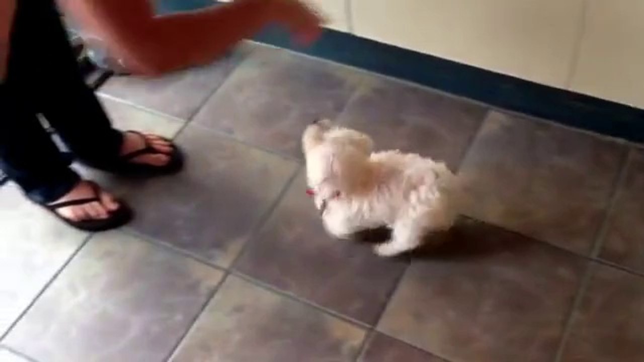 Bichon Frise X Lhaso Apso 9 weeks old dog tricks!
