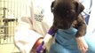 Female Puppy Found In Alleged Drug Dealer's Pocket Rescued