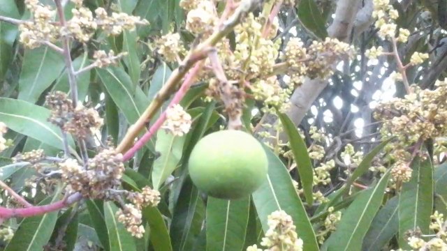 Crépuscule Trois Mares Tampon Réunion, 20 Octobre 2014.