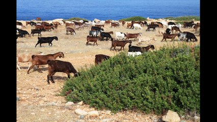 Sounds of Greece | Goats on the Hills