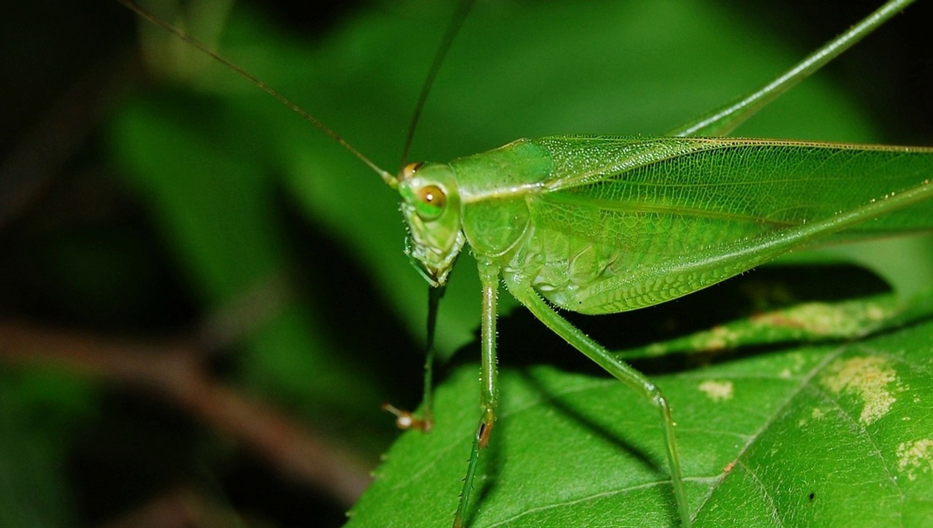⁣Nature Sounds | Sound of Crickets | Greece