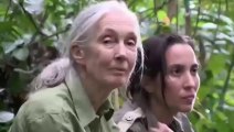 L'incroyable geste de remerciement de Wounda à Jane Goodall