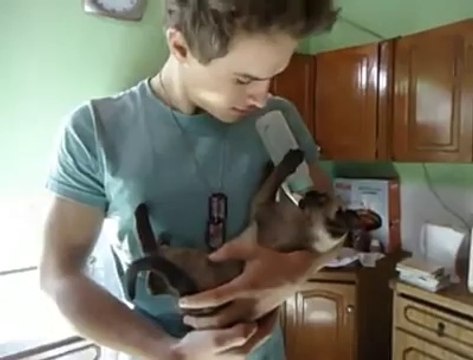 Un chat boit au biberon