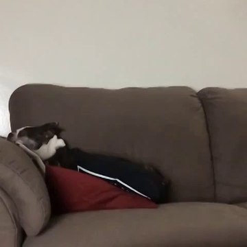 Quand ton chien lâche une caisse