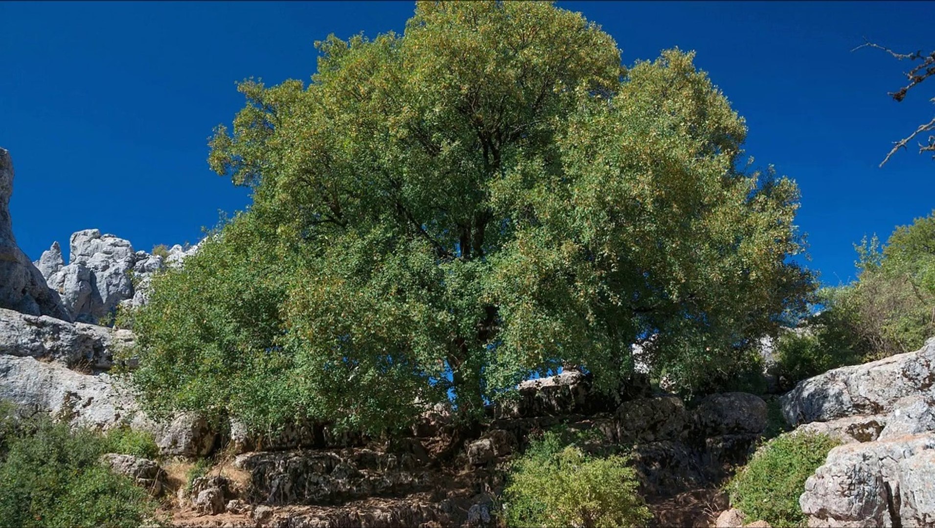 ⁣Nature Sounds | Relaxing Summer Birdsong - Spain Countryside