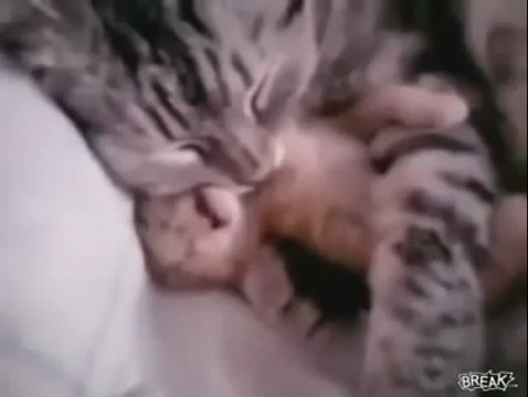 Un chaton fait un cauchemar, sa mère va le réconforter