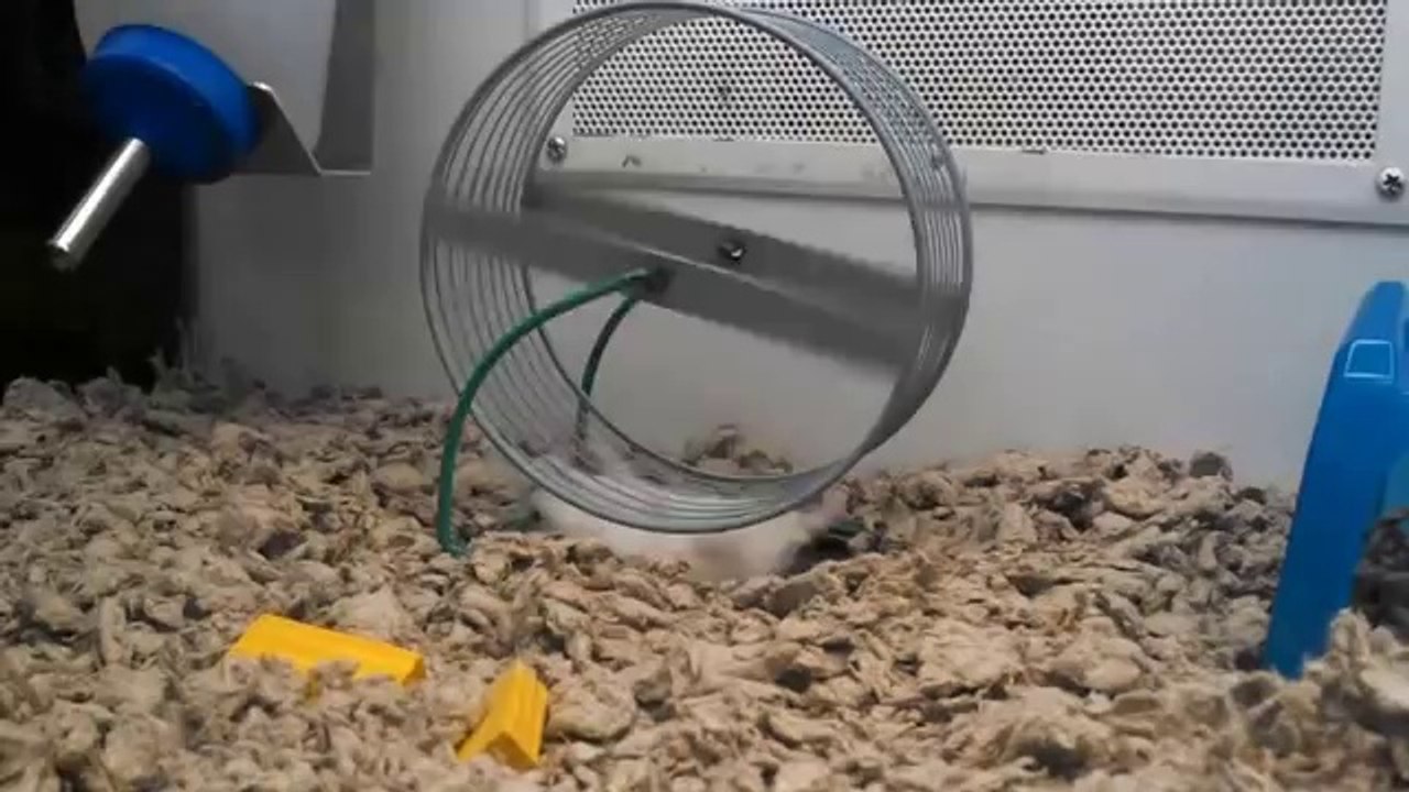 Un hamster fait de la roue sur le dos
