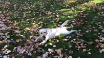 Une chienne va chercher la balle dans un tas de feuilles