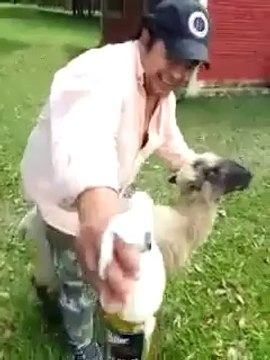 Faut pas abuser de la patience des moutons..