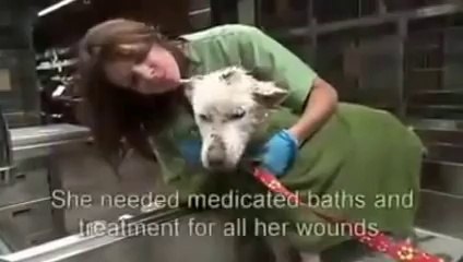 La formidable histoire de Miley