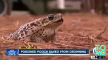 Man performs mouth to mouth CPR on pet dog, saving it from drowning after it ate a toxic bufo toad.