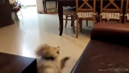 Un chien se prépare à sauter ..