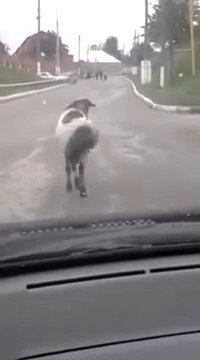 Un mouton roule du cul en marchant