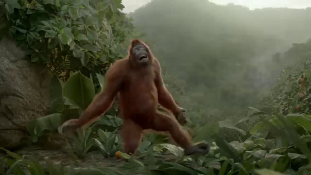 Un orang-outan danse pour une pub de jus d'orange