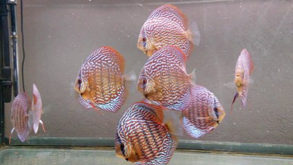 TR souche Piwo 15 mois