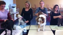 Massages et petits soins pour les chiens