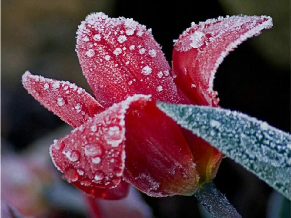 Diana's Birthday-2009