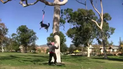 Un dresseur de chiens réalise une vidéo démo pour promouvoir ces cours