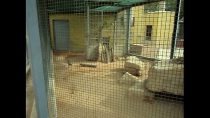 ثعلب-هروح-مش-هروح