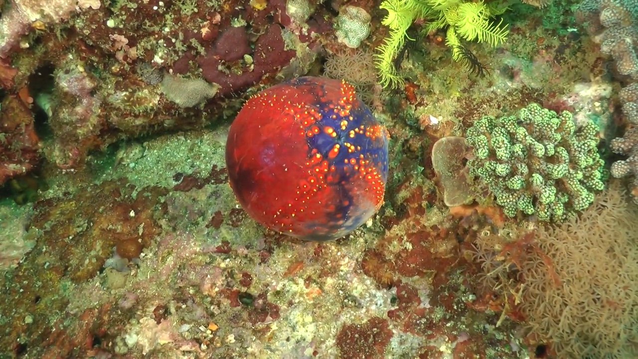 Komodo 2013 Cannibal Rock