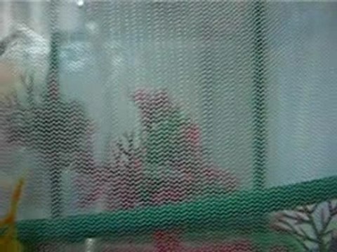 Bébés guppies a 17 jours