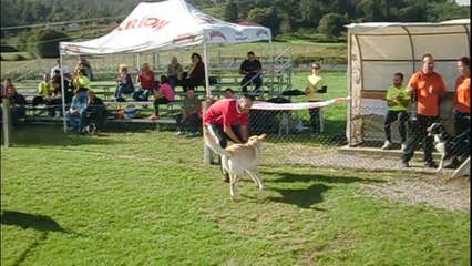 Roberto & Gala [Liga Autonomica - Teocan] Sábado18 - ESTANDAR GRADO 1 - 1ª MANGA