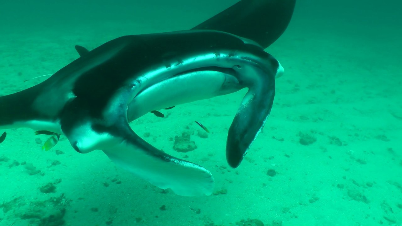 Komodo 2013 Manta Alley