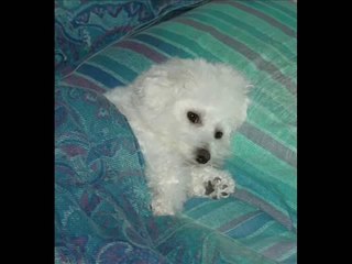 Goldie the Bichon Frise