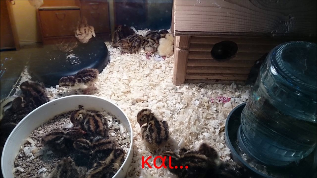 ΑΝΑΛΥΣΗ ΣΧΕΤΙΚΑ ΜΕ ΤΗ ΖΩΗ ΣΤΙΣ Η.Π.Α