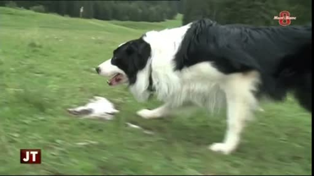 Portrait de Barry Joyce : Un passionné de borders collies
