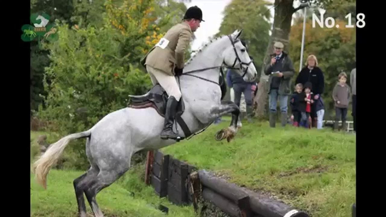 TIHA Hunter Show and Go - 18 (2013)