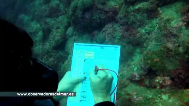 TV3 - Telenoticies vespre - Primer cens de peixos indicadors de canvi climàtic a les illes Medes