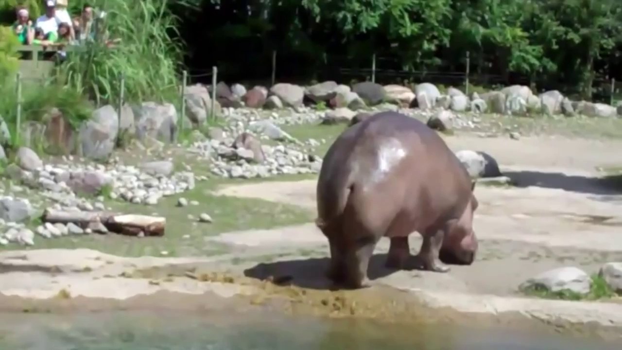 le plus gros pet du monde !